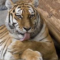 Tigre du Bengale au Zoo de Trégomeur St Brieuc en BRETAGNE - Camping Domaine du Launay