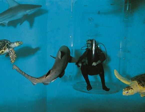 Nourrisage de requins au Grand Aquarium de St Malo en Bretagne Ille et Vilaine